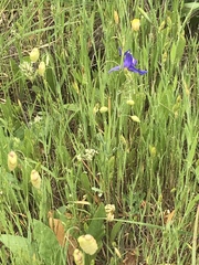 Delphinium variegatum
