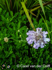 Scabiosa lachnophylla
