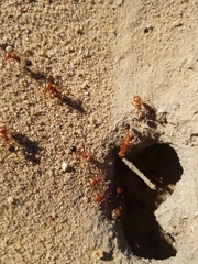 Pogonomyrmex californicus