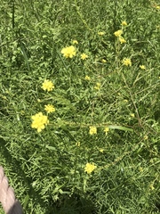 Rapistrum rugosum
