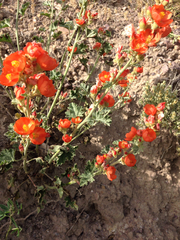 Sphaeralcea munroana