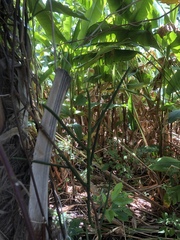 Papilionanthe
