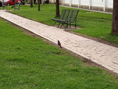 Turdus fuscater gigas