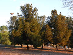 Pinus brutia eldarica