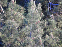 Pinus brutia eldarica