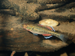 Carp Gudgeon photo 5