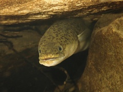 Australian Longfinned Eel photo 2