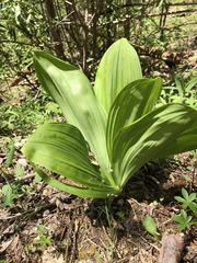 Veratrum viride