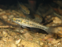 Carp Gudgeon photo 3