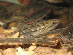 Striped Gudgeon photo 2