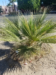 Arecaceae