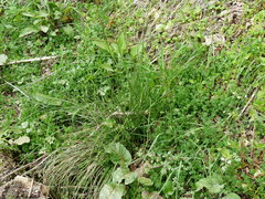 Juncus effusus pacificus