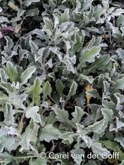 Arctotis stoechadifolia