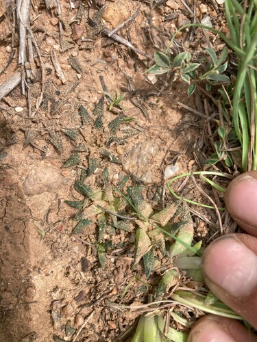Haworthia parksiana
