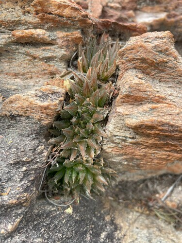 Haworthia outeniquensis