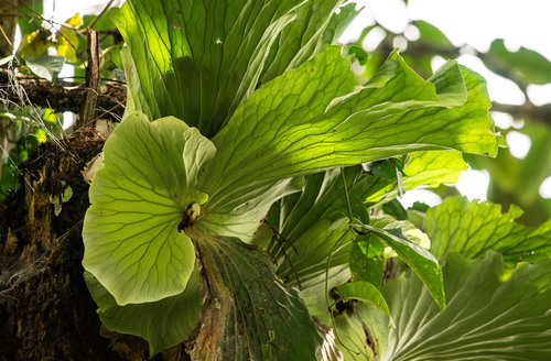 Angola staghorn fern
