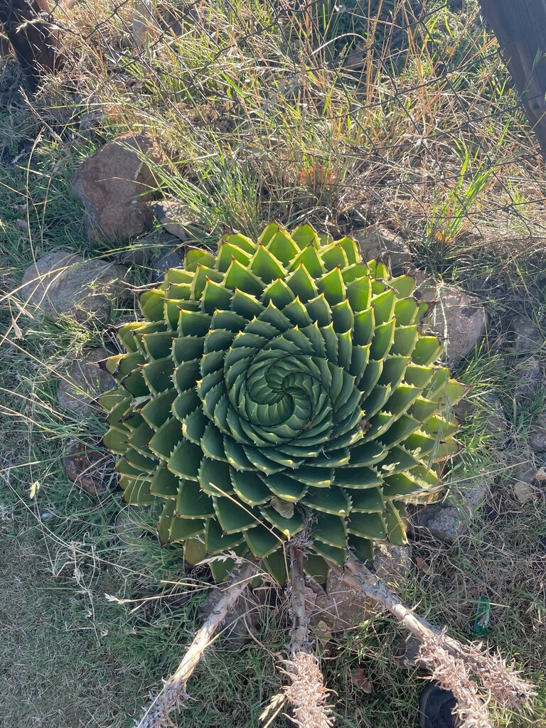 Aloe polyphylla (Aloe polyphylla)