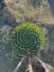 Spiral Aloe (Aloe polyphylla)