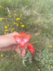 Gladiolus saundersii, photograph (c) Justin Ponder, some rights reserved (CC BY)