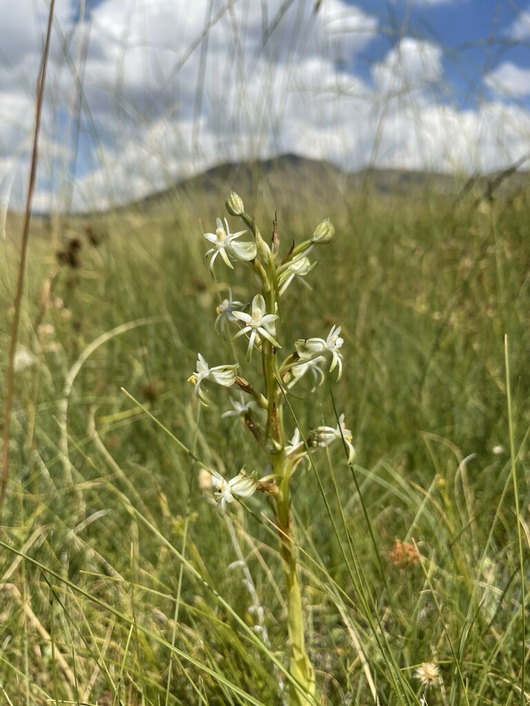 Habenaria afra