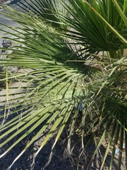 Arecaceae