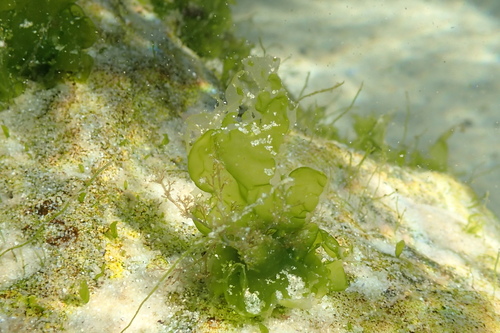 Ulva rigida