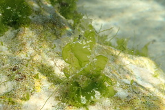 Ulva rigida