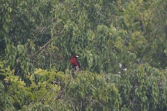 Ramphocelus dimidiatus