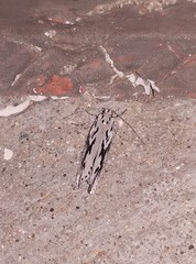 Ethmia discostrigella