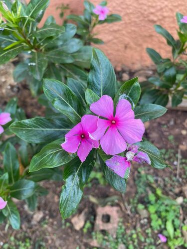 Catharanthus roseus iNat (1)