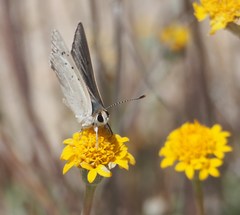 Tharsalea xanthoides