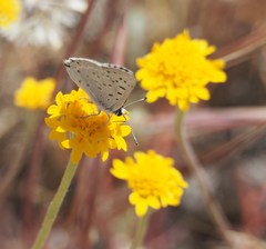 Tharsalea xanthoides