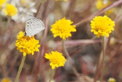 Tharsalea xanthoides