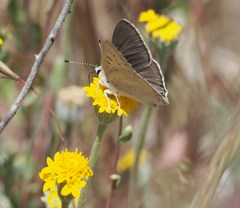 Tharsalea xanthoides