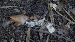Xanthorhoe biriviata