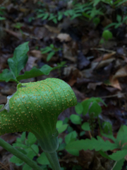 Uromyces ari-triphylli