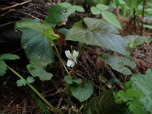 Viola yezoensis iNat (2)