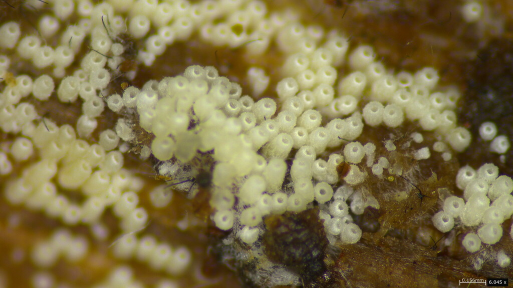 Henningsomyces candidus · April 2024 · photo: © atsushi_nakajima_cirque (iNaturalist, cc-by)