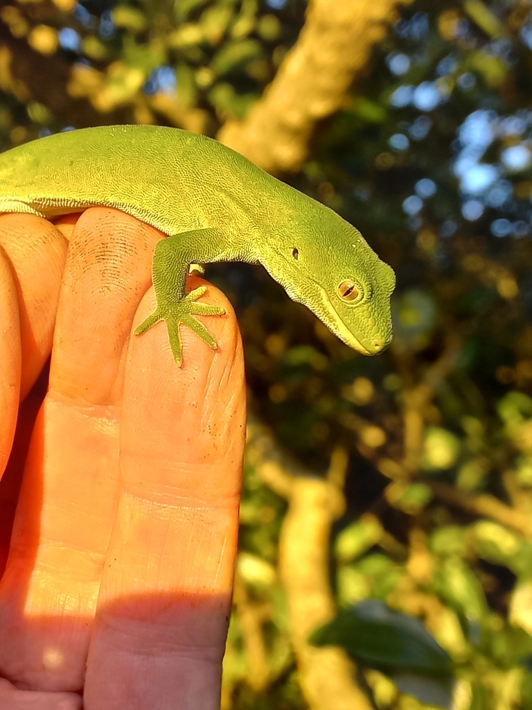 Marlborough Green Gecko