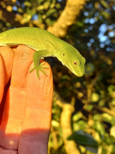Marlborough Green Gecko