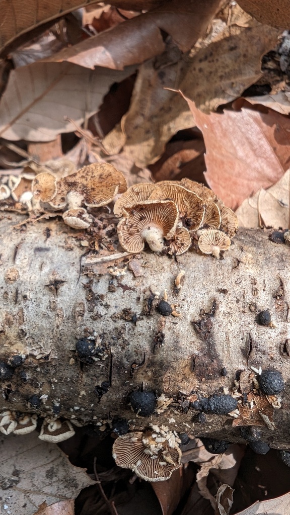 Panellus stipticus · April 2024 · photo: © atsushi_nakajima_cirque (iNaturalist, cc-by)