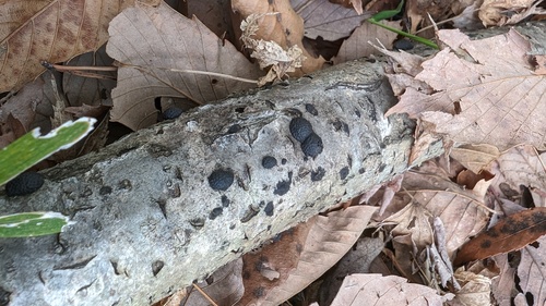 Annulohypoxylon truncatum