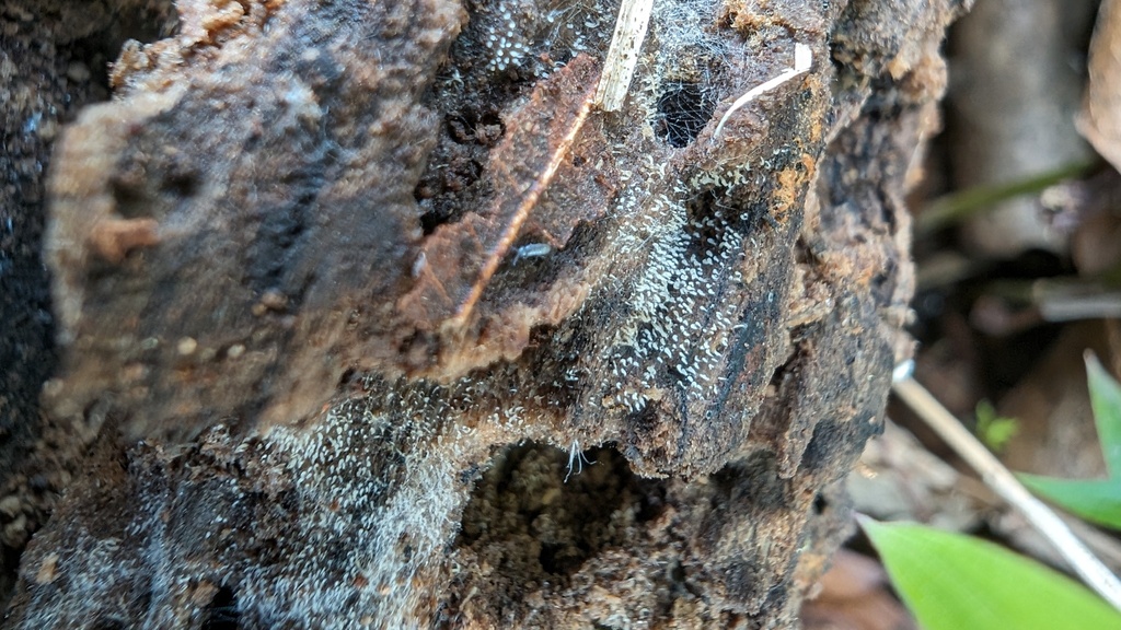 Mucronella calva · April 2024 · photo: © atsushi_nakajima_cirque (iNaturalist, cc-by)