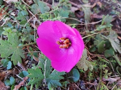 Modiolastrum gilliesii