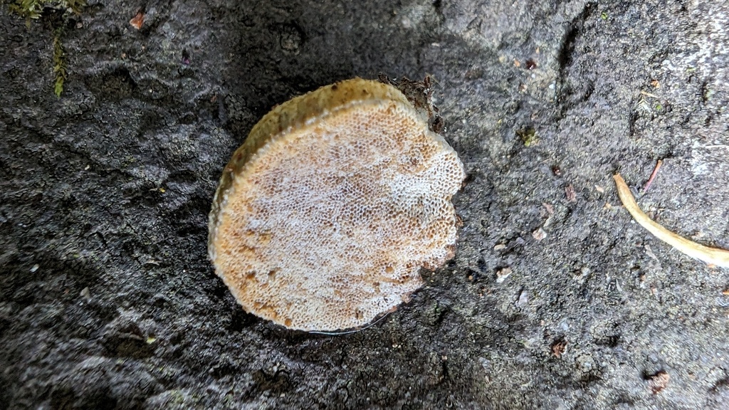 Truncospora ochroleuca · April 2024 · photo: © atsushi_nakajima_cirque (iNaturalist, cc-by)