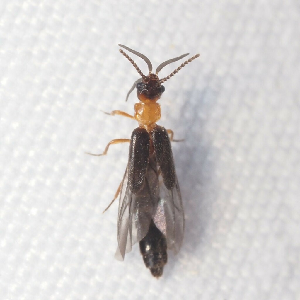 Telegeusis texensis