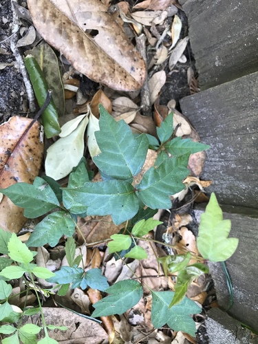 Toxicodendron pubescens image