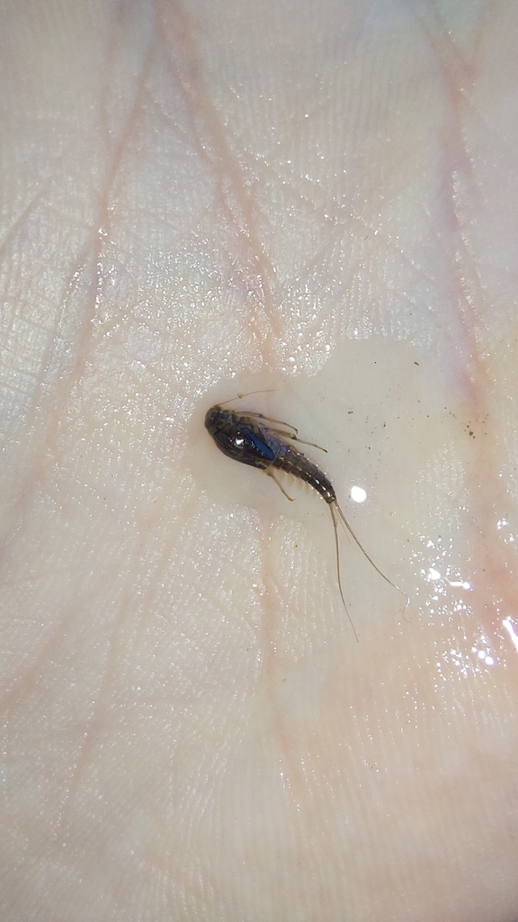 Baetis alpinus