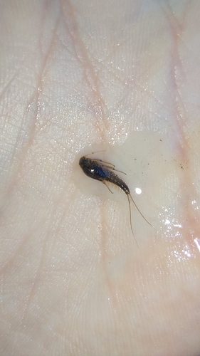 Baetis alpinus