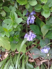 Hyacinthoides